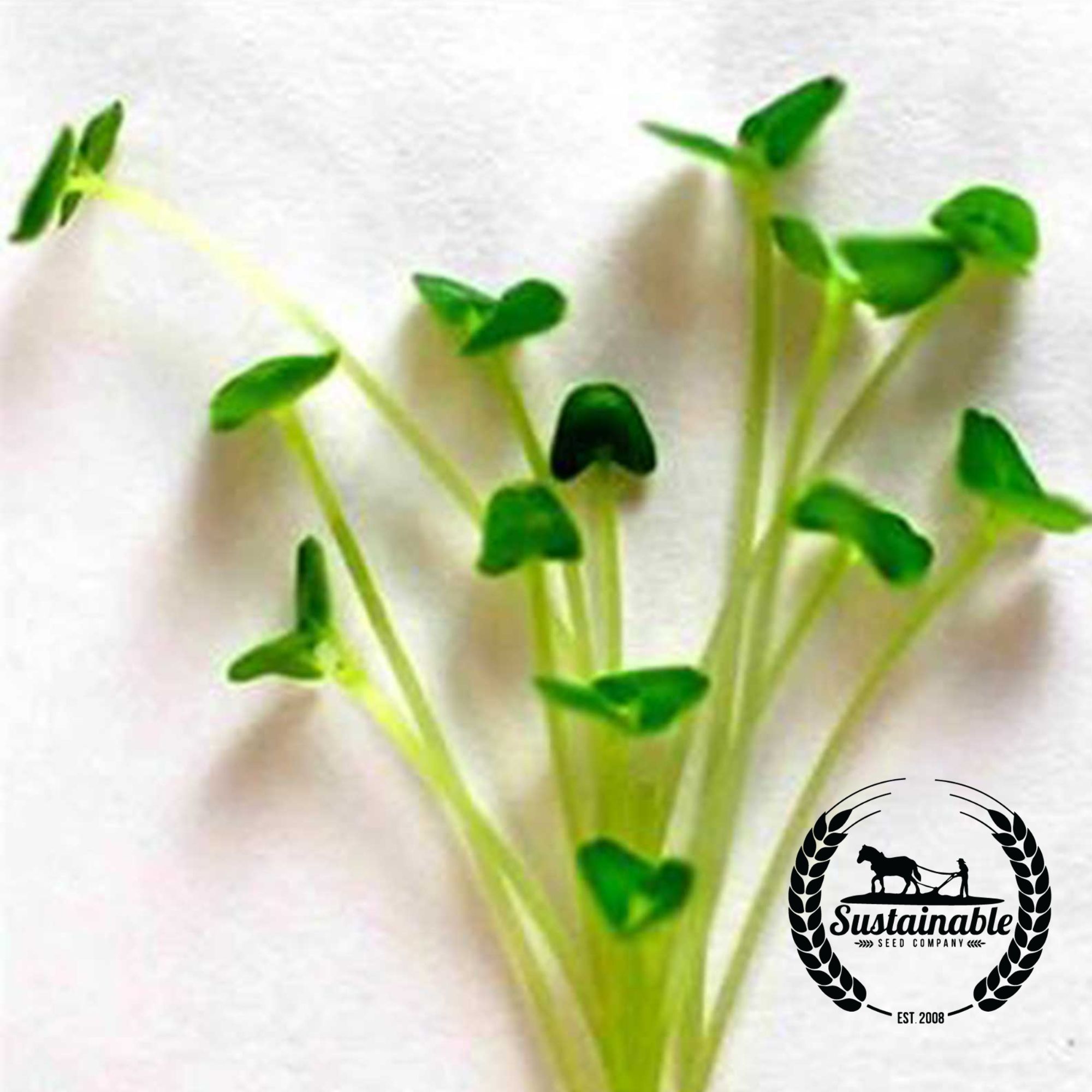 Seeds: Black Chia Microgreens - 25 Lbs Seed - Bulk Wholesale - Buy Non-GMO Salvia hispanica Farm & Gardening Seeds Online